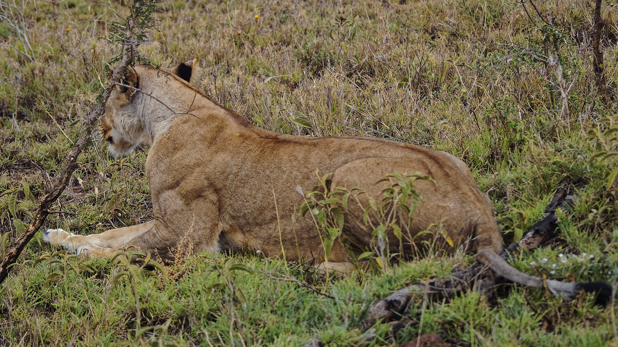 Бог Серенгети. Прайд Львов в Африке. Лев в парке Серенгети.